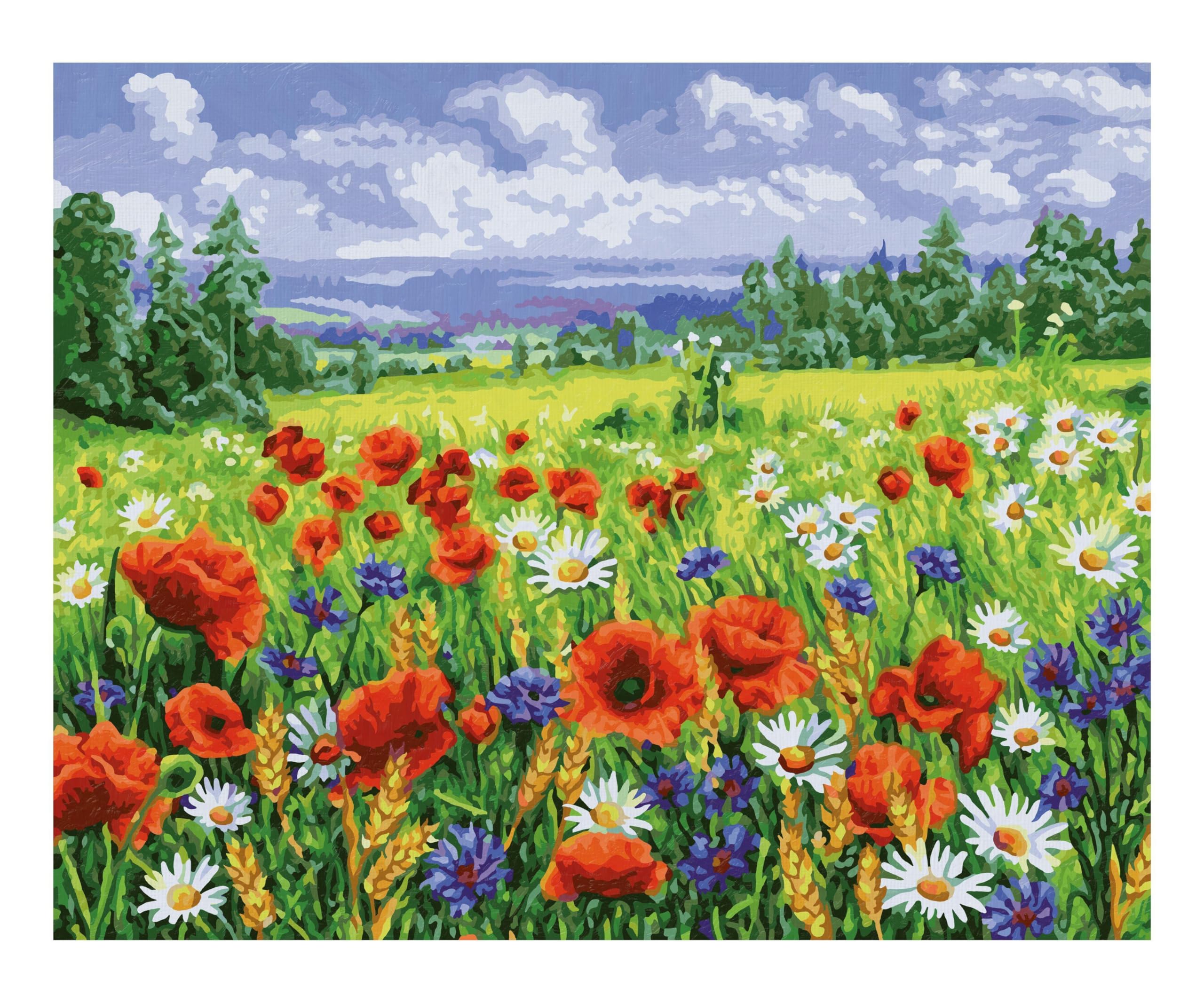 Feld, Grünland, Draußen, Wiese, Gänseblümchen